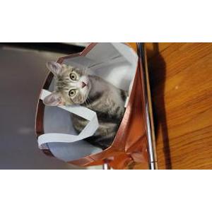 Lost Cat Mimzy