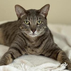 Lost Cat Lowkey
