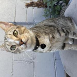 Lost Cat Pochoclo