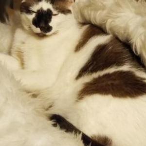 Lost Cat Leo