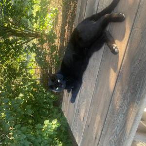 Lost Cat Cooper