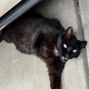 Lost Cat Evie