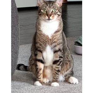 Lost Cat Nana