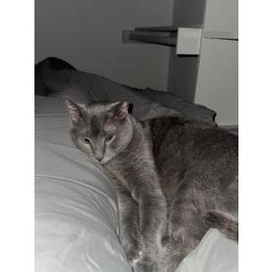 Lost Cat Gilmore