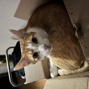 Lost Cat Kurt