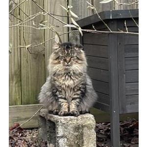Lost Cat HossMan