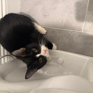 Found Cat Unknown