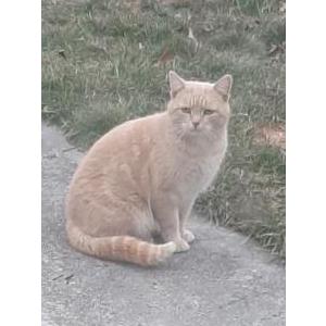 Found Cat Unknown
