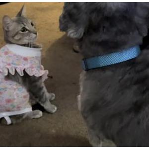 Lost Cat Esme