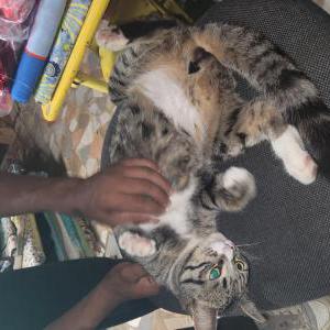 Image of Unknown, Found Cat