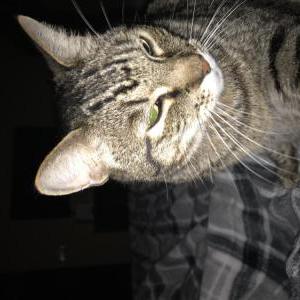 Lost Cat Smokey