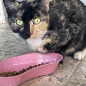 Found Cat Unknown