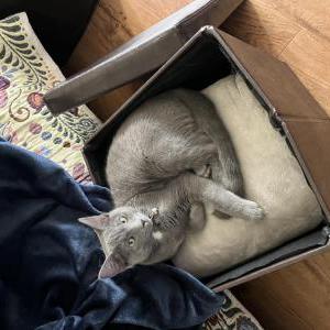 Lost Cat Smokie