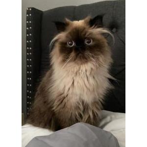 Lost Cat Gigi