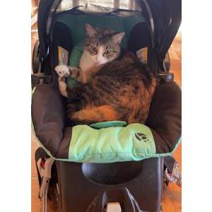 Lost Cat Shiloh