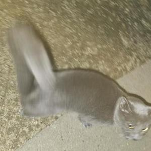 Found Cat Unknown
