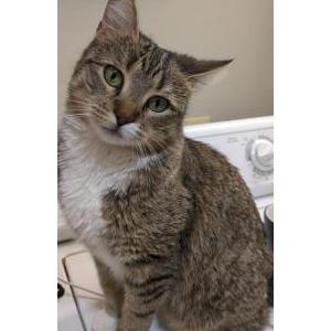 Lost Cat Hazel