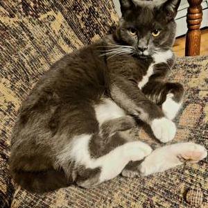 Lost Cat Cupcake