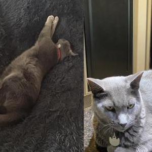 Image of Baker, Lost Cat