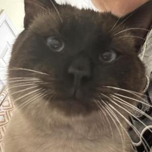 Found Cat Unknown