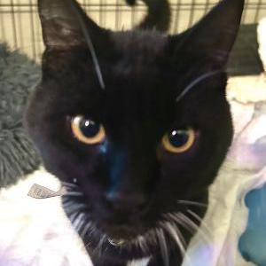 Found Cat n/a