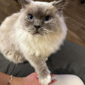 Image of O, Lost Cat