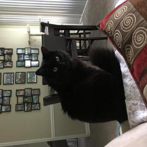 Image of Loki, Lost Cat