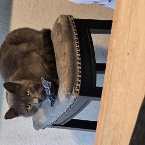 Lost Cat Bluey