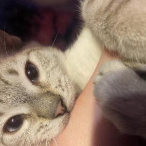 Lost Cat Stormy