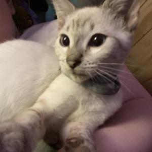 2nd Image of Stormy, Lost Cat