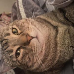 Image of Sage, Lost Cat