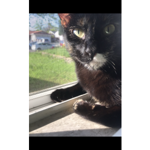 Lost Cat sucker