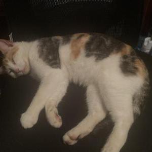 Lost Cat Unknown
