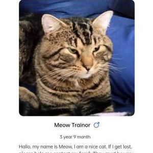 Lost Cat Meow