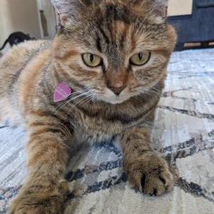 Lost Cat Snickerdoodle