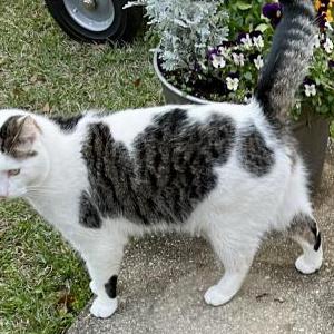 Image of Frey, Lost Cat