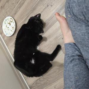 Image of Unknown, Found Cat