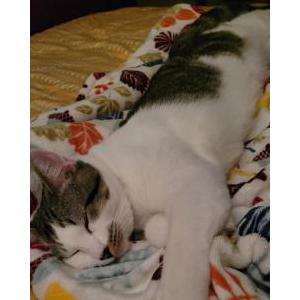 Image of Betito, Lost Cat