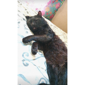 Lost Cat Heartsy