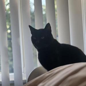 Lost Cat Joe