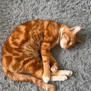 Lost Cat Flash