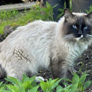 Found Cat Unknown