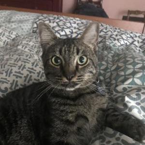 Lost Cat Rumble