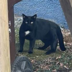 Found Cat unkown