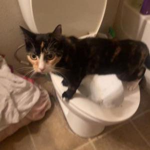 Image of luci, Lost Cat