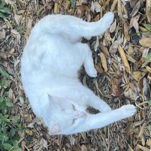 Found Cat Unknown