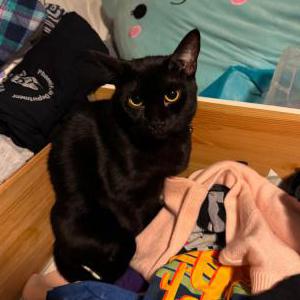 Lost Cat Sirius