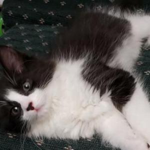 Lost Cat Kelbi