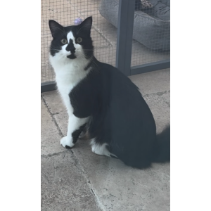Lost Cat Oreo