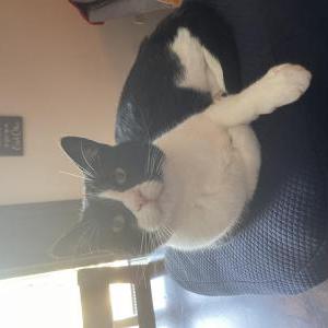 Lost Cat Kiska